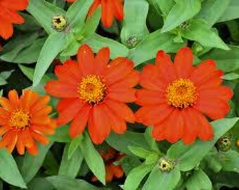 Zinnia Zahara Fire, Butterfly Nectar plant