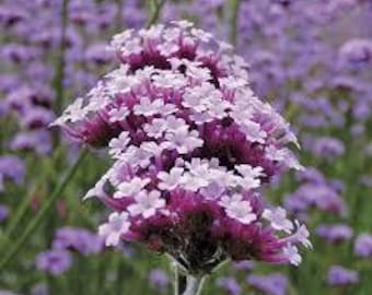 Verbena Lollipop Live Plant, Dwarf Lavender Purple Flowers, Butterfly Nectar Perennial