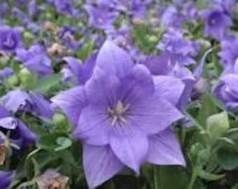 Platycondon 'Astra Blue' Balloon Flower Live Plant