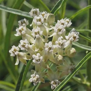 May include: Close-up of a cluster of small, creamy white flowers with yellow centers. The flowers are in full bloom, surrounded by green leaves and stems. The image is well-lit, showcasing the delicate details of the blossoms.