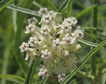 Narrowleaf Milkweed Asclepias tascicularis Live Plant