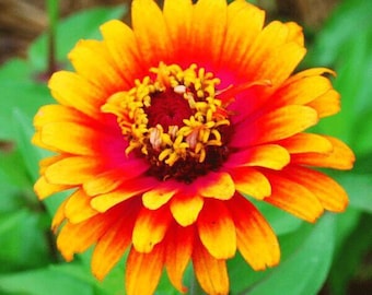 Zinnia Zowie Yellow Flame, Butterfly Nectar Live Plant