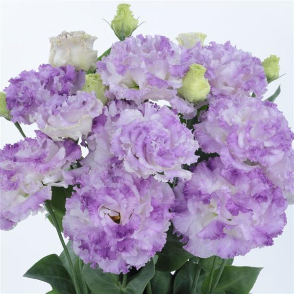 Eustoma Blue Lisianthus Double Blue Flash Eustoma Grandiflorum Butterfly Nectar Live ...
