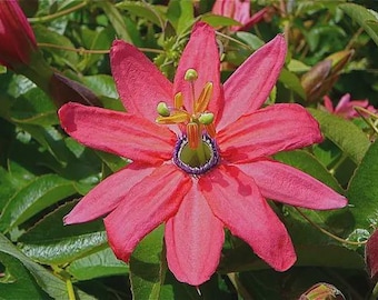 Rare Passiflora Coral Glow Vine: Pink Nectar Plant for Butterflies (1 Gallon)