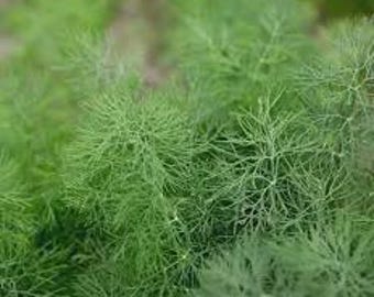 Fernleaf Dill Butterfly Plant ,  Anise and Black Swallowtail Host Plant