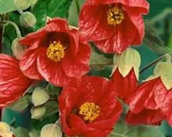 Abutilon "Lucky Lantern Red" Butterfly Nectar, Live Blooming Plant