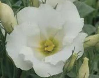 Lisianthus Mariachi Pure White Eustoma grandiflorum Butterfly Nectar Live Plant