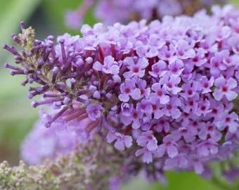 Baby Buzz Butterfly Bush, Buddleja Lavender Dwarf Shrub, Pollinator Nectar Live Plant