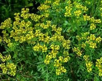 Rue Herb Ruta gravelens Live Plant