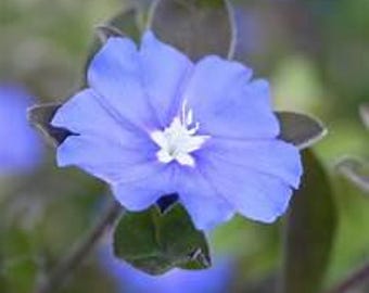Hawaiian Blue Eyes Evolvulus glomertatus Brazilian Morning Glory Live plant