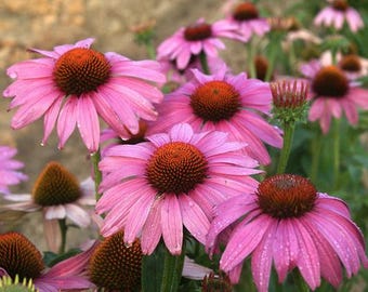 Enchinacea Coneflower Prairie Splendor Butterfly Nectar Live Plant