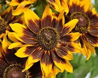 Rudbeckia Dakota Flame Perennial Plant, Butterfly Host, Long Bloom Summer Fall