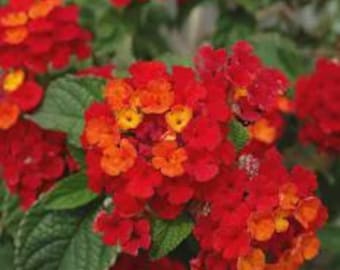 Dallas Red Lantana, Butterfly Magnet, Butterfly Nectar, Live Blooming Plant