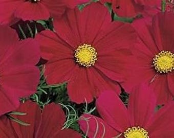 Sonata Carmine Cosmos  Butterfly Nectar Plant