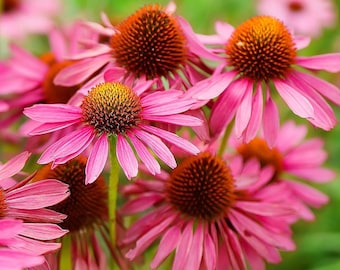 Enchinacea Coneflower Primadonna Deep Rose Butterfly Nectar Live Plant