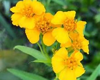 Mexican Mint Marigold, Butterfly Magnet, Herb Garden, Live Plant