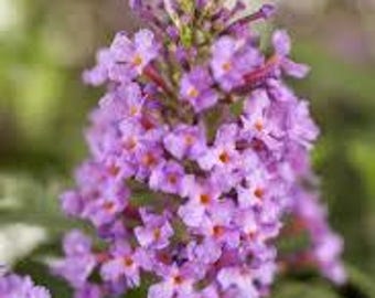 Baby Buzz Butterfly Bush, Buddleja Candy Pink Dwarf Shrub