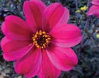 Mystic Dahlias Allure Pollinator Nectar, Live Plant