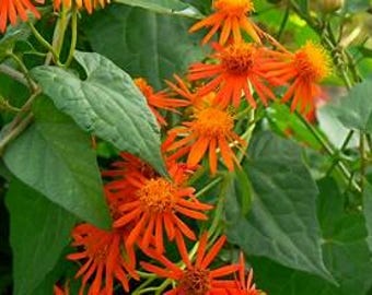 Mexican Flame Vine