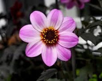 Mystic Dreamer Pink Dahlias, Pollinator Nectar, Butterfly Nectar Live Plant