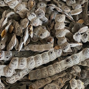 May include: Close-up of a pile of dried seed pods. The pods are a light brown color with a textured, cracked surface. Some pods are open, revealing the seeds inside. The image is well-lit, showing the details of the pods.