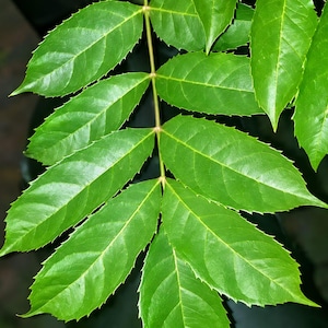 May include: A pinnately compound leaf featuring multiple bright green leaflets arranged in opposite pairs along a central stem. Each individual leaflet has a smooth, glossy surface, a pointed tip, and finely serrated edges along the margins.