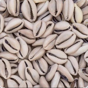 Könnte beinhalten: Nahaufnahme von zahlreichen cremefarbenen Kaurischnecken. Die Muscheln haben eine glatte, glänzende Textur mit einer dunklen, schlitzartigen Öffnung auf der Unterseite. Die Muscheln sind eng aneinandergereiht und füllen den Rahmen.