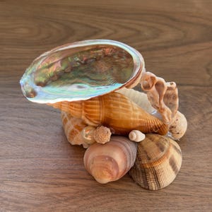 Könnte beinhalten: Ein dekoratives Arrangement aus verschiedenen Muscheln mit einer großen, irisierenden Abalone-Muschel, die auf einer Ansammlung kleinerer, beiger, brauner und cremefarbener Spiral- und Muschelschalen ruht, inklusive einer kleinen, glatten, runden Perle.