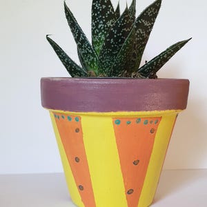 Può includere: Una piccola pianta succulenta con foglie verde scuro macchiate di bianco in un vaso di terracotta dipinto a mano. Il vaso presenta un ampio bordo viola sopra un corpo decorato con strisce verticali alternate gialle e arancioni e puntini.