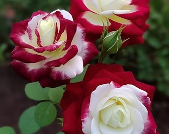Seltene Zwillingsrose rot weiss zum Bepflanzen | Nicht GMO Erbstück Blumen