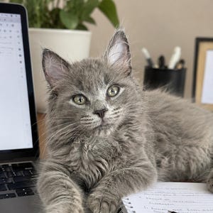 Könnte beinhalten: Ein flauschiges graues Kätzchen mit grünen Augen ruht auf einem Schreibtisch neben einem Laptop und einem Spiralblock mit einem schwarzen Stift. Der obere Teil des Bildes zeigt ein Banner mit dem Text PAWFESSIONAL PROCEDURES.