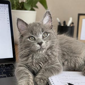 Può includere: Un gattino grigio dal pelo soffice riposa su una scrivania accanto a un computer portatile aperto e a un quaderno a spirale con una penna nera. Il testo in alto nell'immagine recita: Built by a veterinarian. Ready for your clinic.