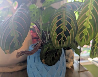 Vaso de flores, suporte para plantas, vaso