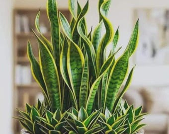 Golden Snake Pflanze Live Sansevieria Laurentii | Luftreinigende Zimmerpflanze im Glastopf