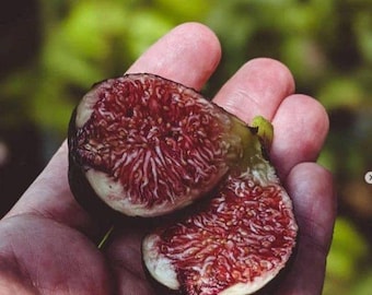 Ronde de Bordeaux Fig - Live 1 gallon fikonträd