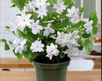 Gelsomino arabo~Jasminum sambac~~Pianta radicata per la prima coltivazione~Estremamente profumata!