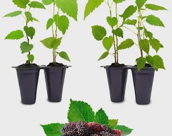 Moreras (4 paquetes) Plantas frutales vivas