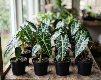 Alocasia Polly Afrikanische Maske Pflanze Indoor Zimmerpflanze Live Tropisches Laub Starter Pflanze Geschenk
