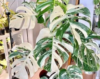 Monstera Albo variegada, esqueje de nudo enraizado, planta tropical de interior, planta decorativa rara.