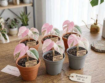 Monstera Rose Pink Variegated Rare Aroid Starter Plant – Collector Houseplant