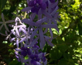 ペトレア・ボルビリス（Petrea Volubilis）生きた植物、紫色の女王のリースのようなつる性植物、熱帯性の花を咲かせるつる植物、庭園ギフト植物