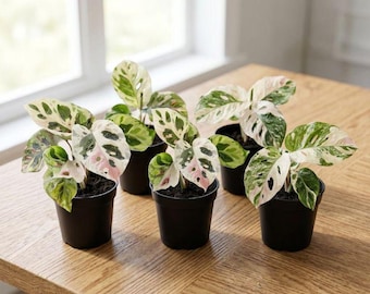 Bunte Monstera Adansonii Rare Aroid Starter Pflanze Indoor Zimmerpflanze Live Tropical Sammler Geschenk