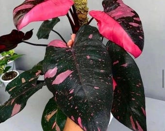 philodendron cherry princess Starter Plant