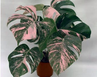 Monstera Deliciosa Pink & Tricolor Variegated Planting Rooted Nodes Cuttings Live Houseplant