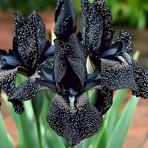 May include: Close-up of a striking black iris flower with white speckles. The petals are velvety and detailed, with a dark center. Green leaves provide a contrasting backdrop to the unique floral arrangement. The flower is in full bloom.