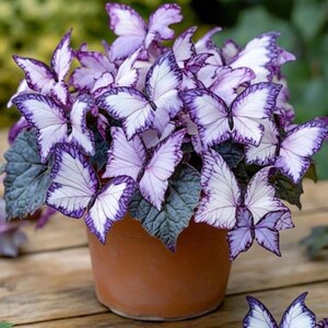 Butterfly Indoor Plants - Etsy