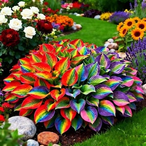 Könnte beinhalten: Eine farbenfrohe Pflanze mit regenbogenfarbenen Blättern. Die Blätter zeigen ein Spektrum an Farben, darunter Rot, Orange, Gelb, Grün, Blau und Lila. Die Pflanze befindet sich in einem Garten, umgeben von anderen Blumen und Grün.