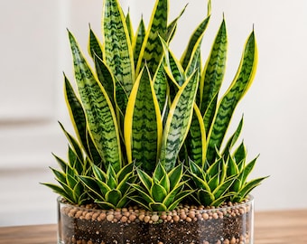 Planta-cobra-dourada (Sansevieria launtii) viva | Planta purificadora de ar para interiores em vaso de vidro | Planta de interior de baixa manutenção | Decoração para casa