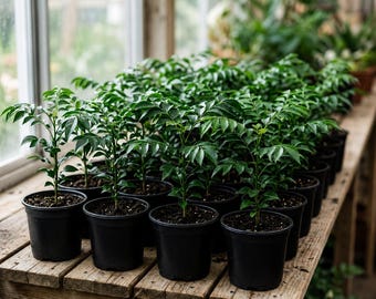 50 plantas de hojas de curry vivas / Murraya Koenigii, planta de hierbas de interior / planta de interior tropical comestible / regalo de planta de árbol de curry viva / planta de jardín de hierbas