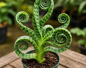 Planta suculenta espiral / Sansevieria Cylindrica rara / Planta de interior rizada / Decoración única en maceta / Purificador de aire
